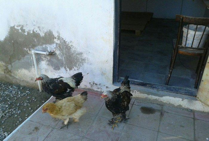 satıram bramalar ıkı xoruz bırı feredı Hec bır prablemlerı yoxdu vaksı