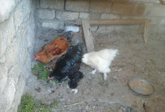 salam satram bater de olar xalmaqon qazle deserem nece ayliq olyrsada