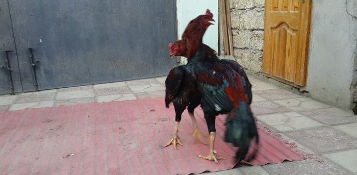 Heyreti xoruzu satilir pay veribler vur defe oz heyreimle buraxmisam m