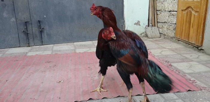 Heyreti xoruzu satilir pay veribler vur defe oz heyreimle buraxmisam m