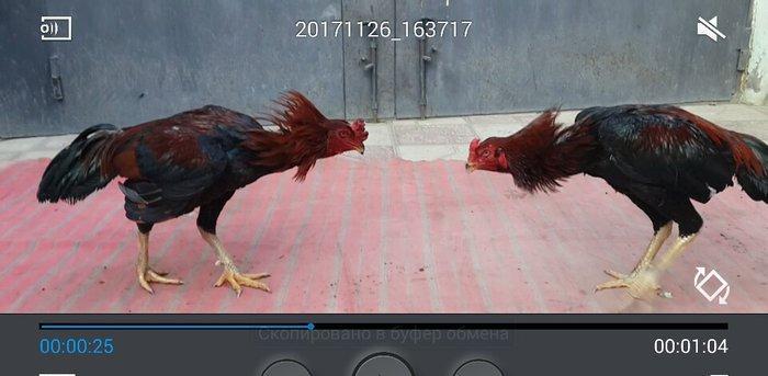 Heyreti xoruzu satilir pay veribler vur defe oz heyreimle buraxmisam m