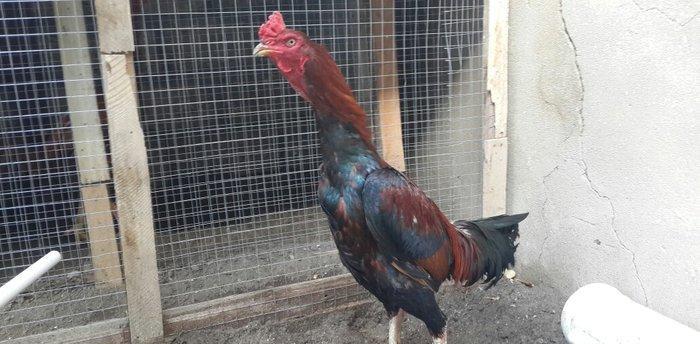 Heyreti xoruzu satilir pay veribler ozumde 2 dene var deyer qapida sax