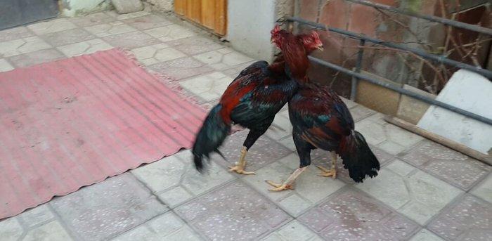 Heyreti xoruzu satilir pay veribler ozumde 2 dene var deyer qapida sax