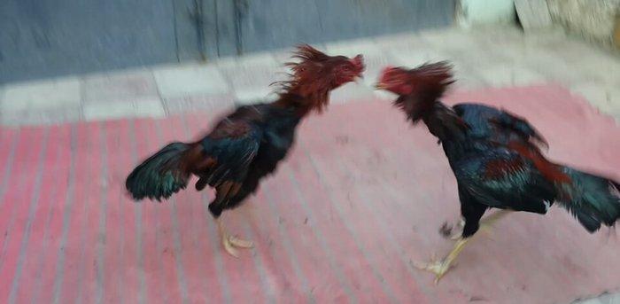 Heyreti xoruzu satilir pay veribler ozumde 2 dene var deyer qapida sax