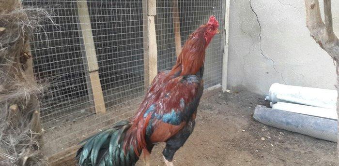 Heyreti xoruzu satilir pay veribler ozumde 2 dene var deyer qapida sax