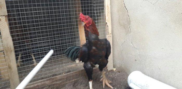 Heyreti xoruzu satilir pay veribler ozumde 2 dene var deyer qapida sax