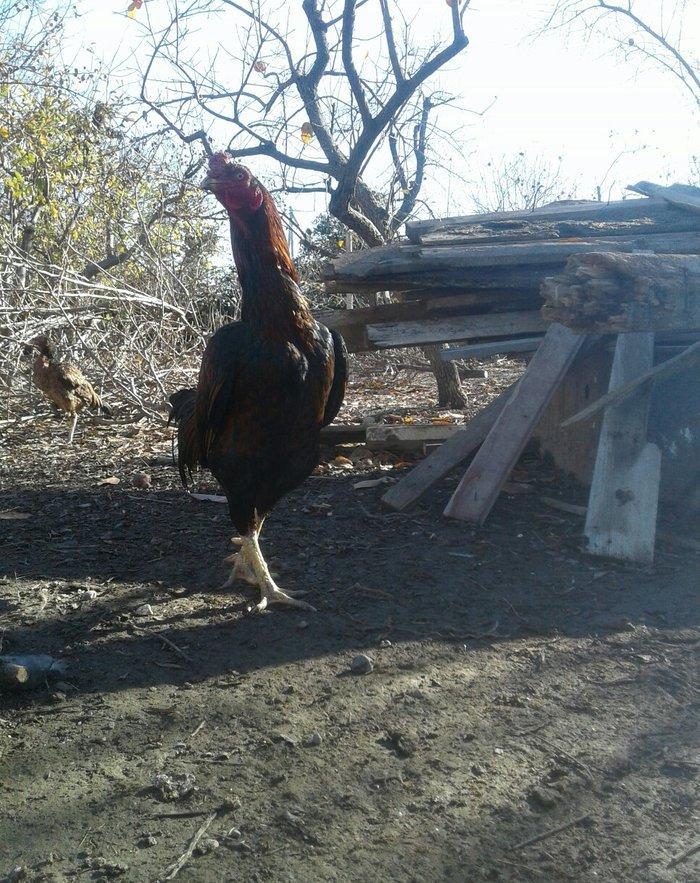 salam tecili satilir doyuwune ve usuluna soz yoxdu qaz hinduwqa ordey