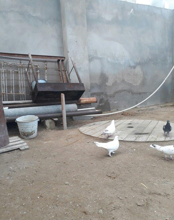 qirmizi quyruq erkeydi 12 tuktu ag maya 16 tuk aciq quyriq ucan qusdar