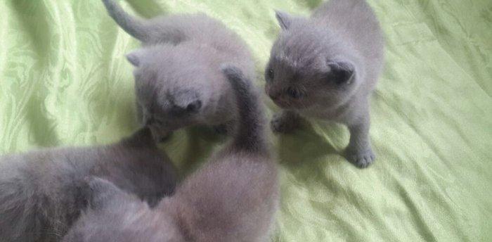 Британские котята, чистопородые. Родились 31 октября. На фото им 24