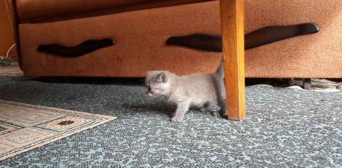 Британские котята, чистопородые. Родились 31 октября. На фото им 24