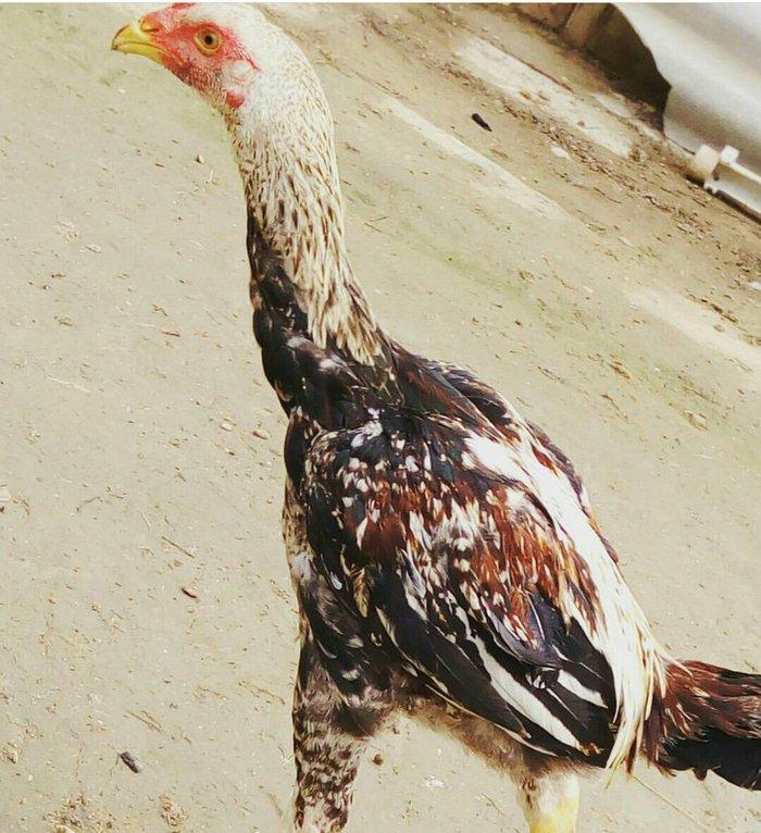 Heyrati bece Satilir - vidine soz ola bilmezzz . sap saglam heyvan di