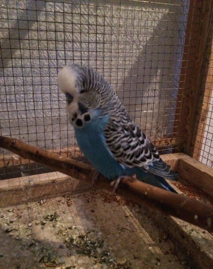 Tutuqusu vistifka. Tam saglam ve aktiv qusdur. Satib ve ya barter edir