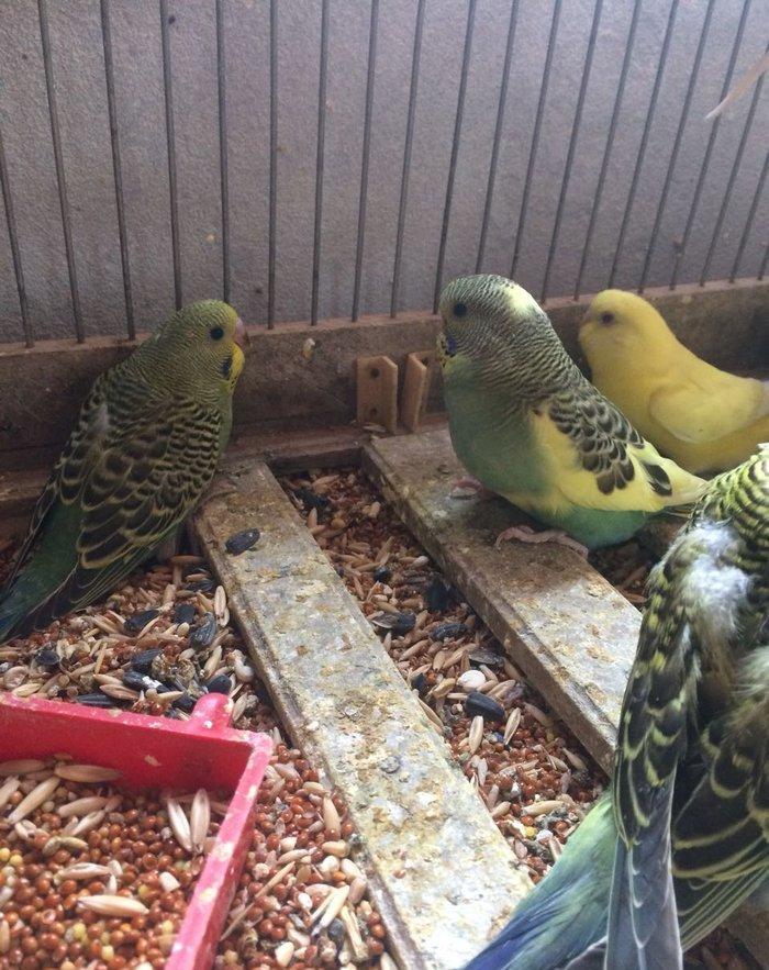 10 man quslar tam sagalm ve aktiv.ele oyretmek ve danisdirmaqa esil