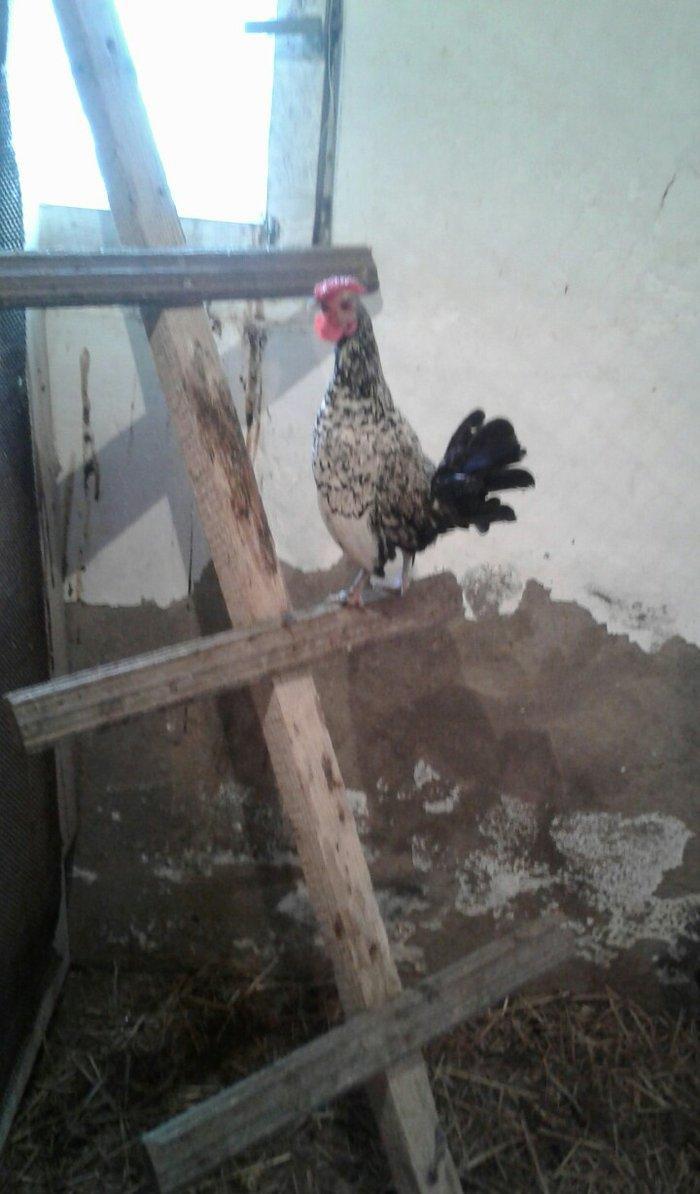 Sibrayt gumuwu xaruz 3eded deyiwtirili feresiyle yada 2 eded xoruz sat