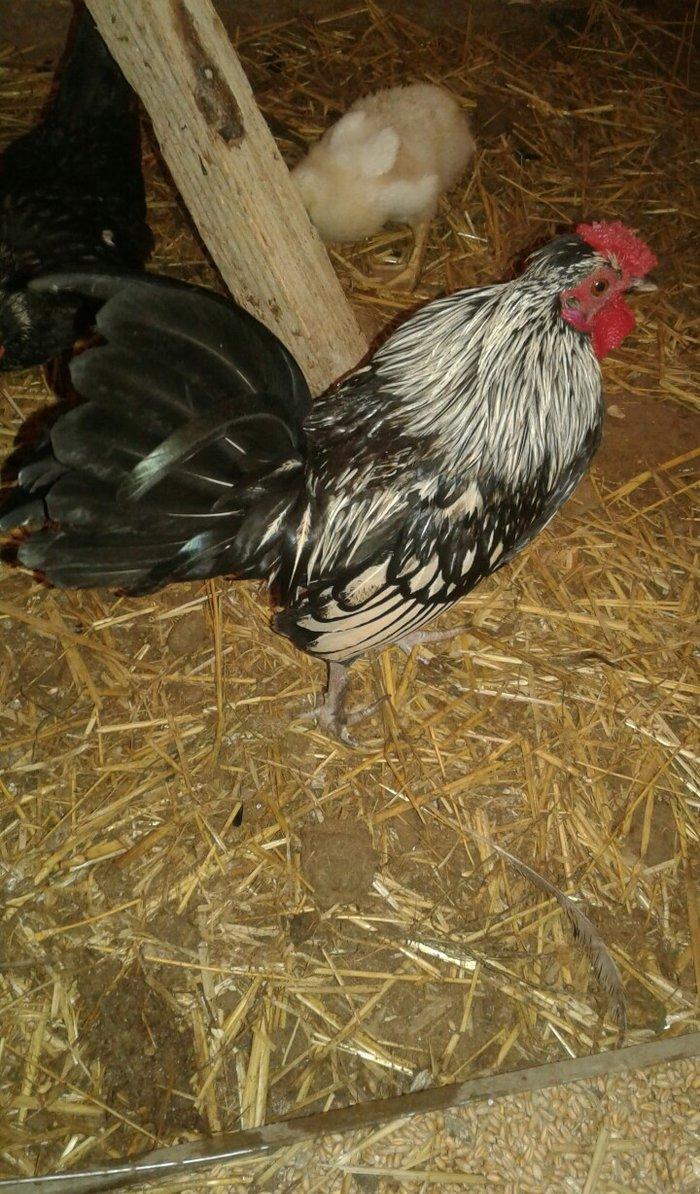 Sibrayt gumuwu xaruz 3eded deyiwtirili feresiyle yada 2 eded xoruz sat