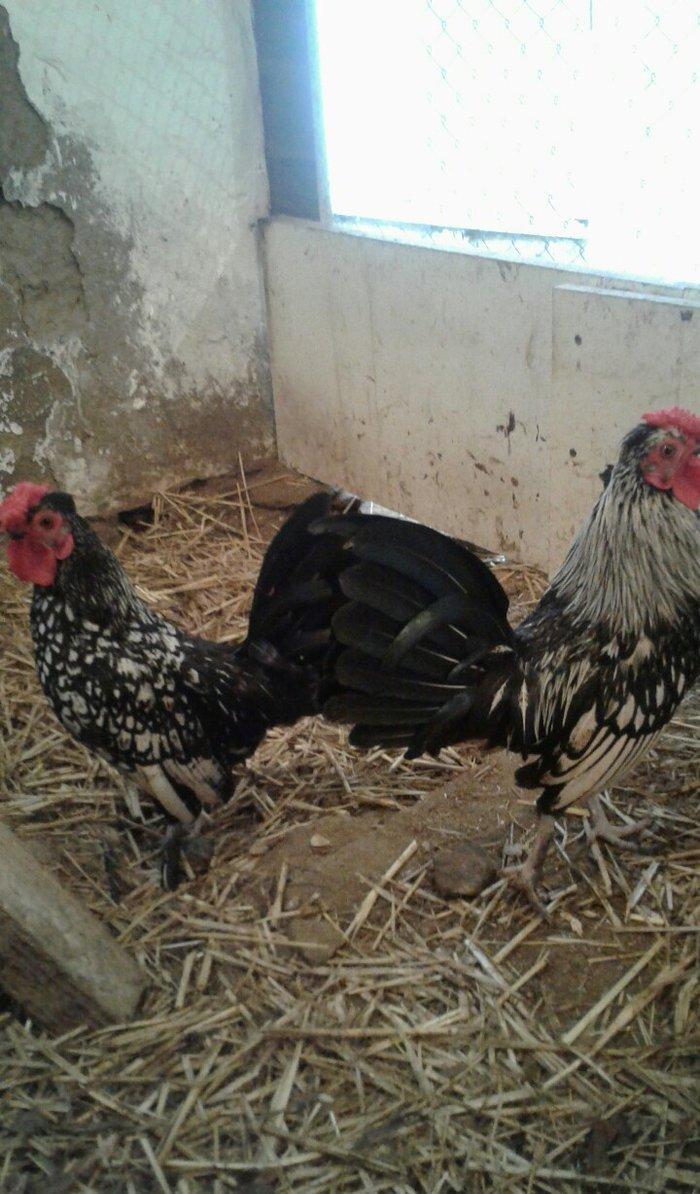 Sibrayt gumuwu xaruz 3eded deyiwtirili feresiyle yada 2 eded xoruz sat