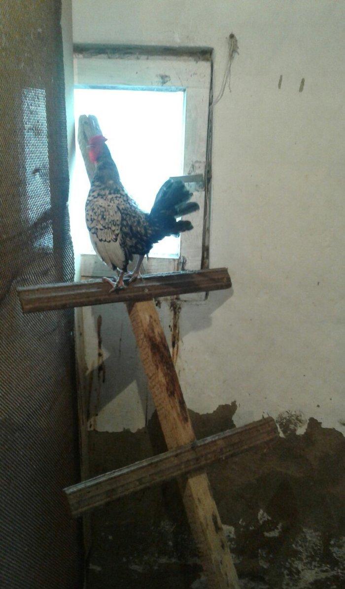 Sibrayt gumuwu xaruz 3eded deyiwtirili feresiyle yada 2 eded xoruz sat