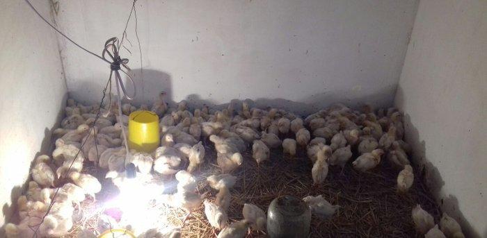 bu sort xarkov etlik sortudur.18 gunlukdur.cin kimi dirler.butun lazim