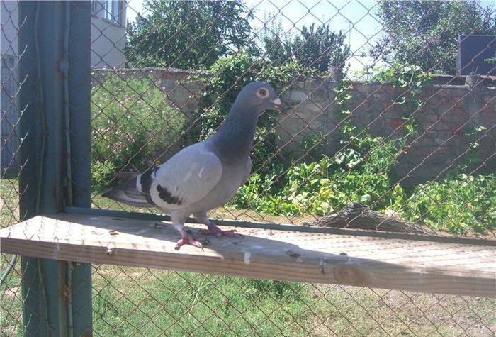 pradaiu  pachTovix  golubei ...  rasa  G A R E J I ... cena