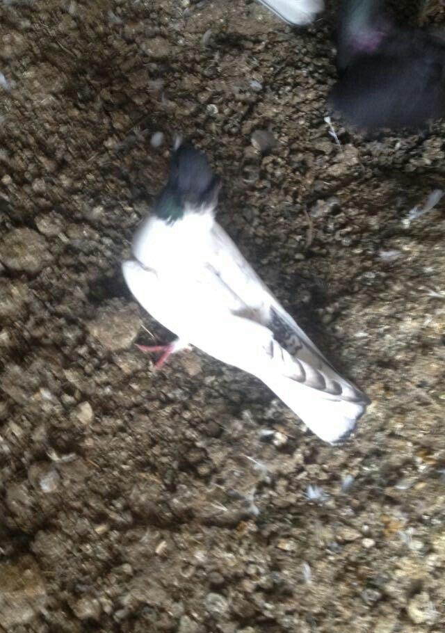 hazır bala veren damazlığ qara bawlardı tecılı satılır 16..17 tuk keki