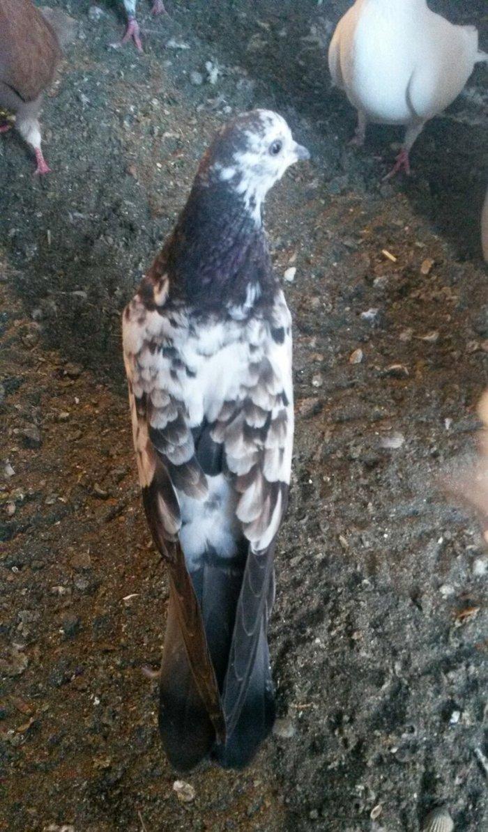 kovan baladir Çiller&#039;in altından cixib ciddi olan narahat etsin wp var