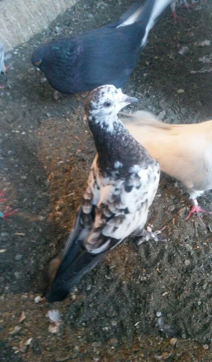 kovan baladir Çiller&#039;in altından cixib ciddi olan narahat etsin wp var