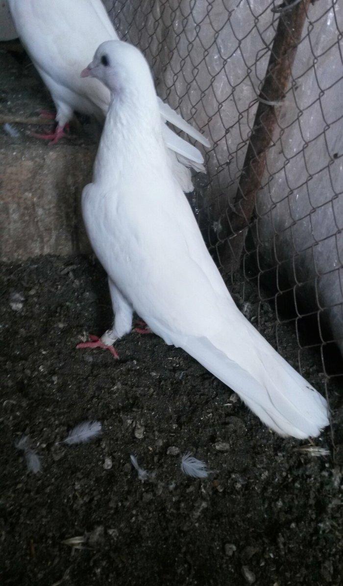 Ag uzun maya göz qabaginda ayaginda znaki var ciddi olmayan narahat et