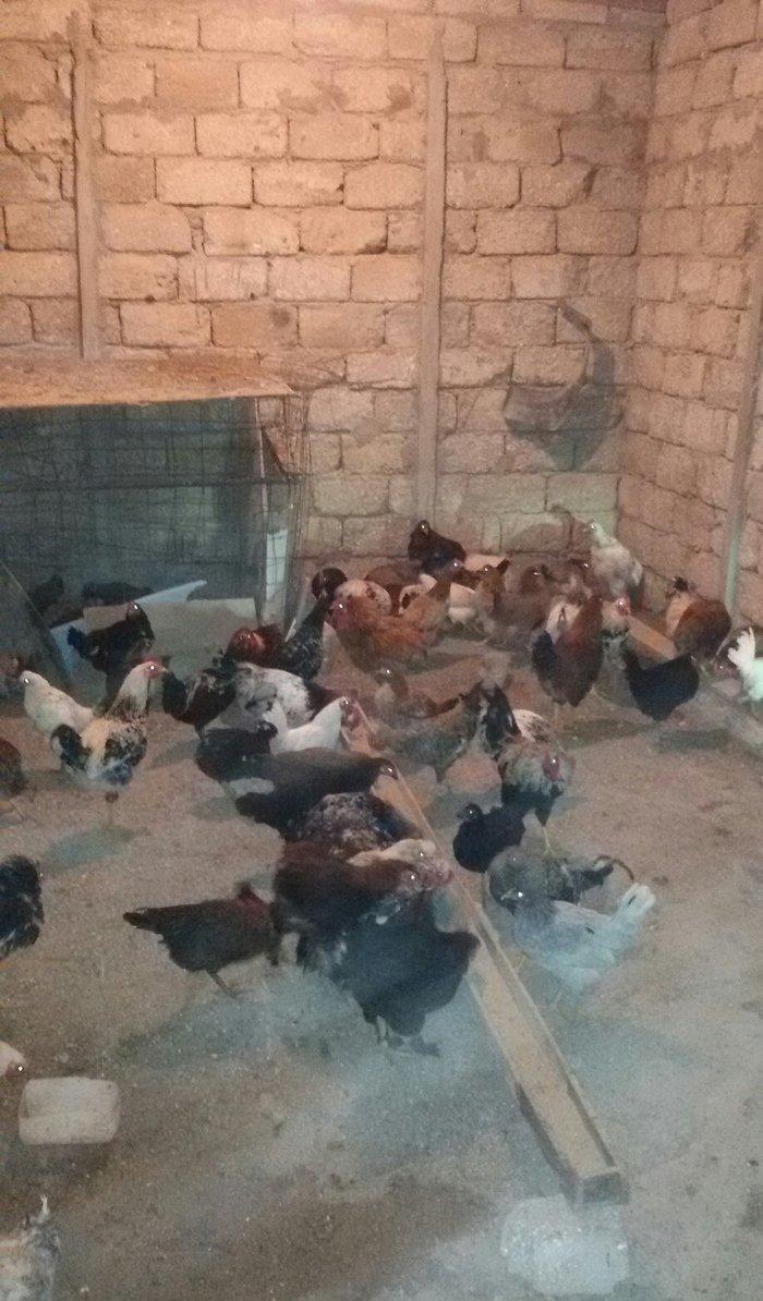 kənd çolpaları tam sağlamdırlar 60  70 ədəd olar hamısı bir yerdə satı