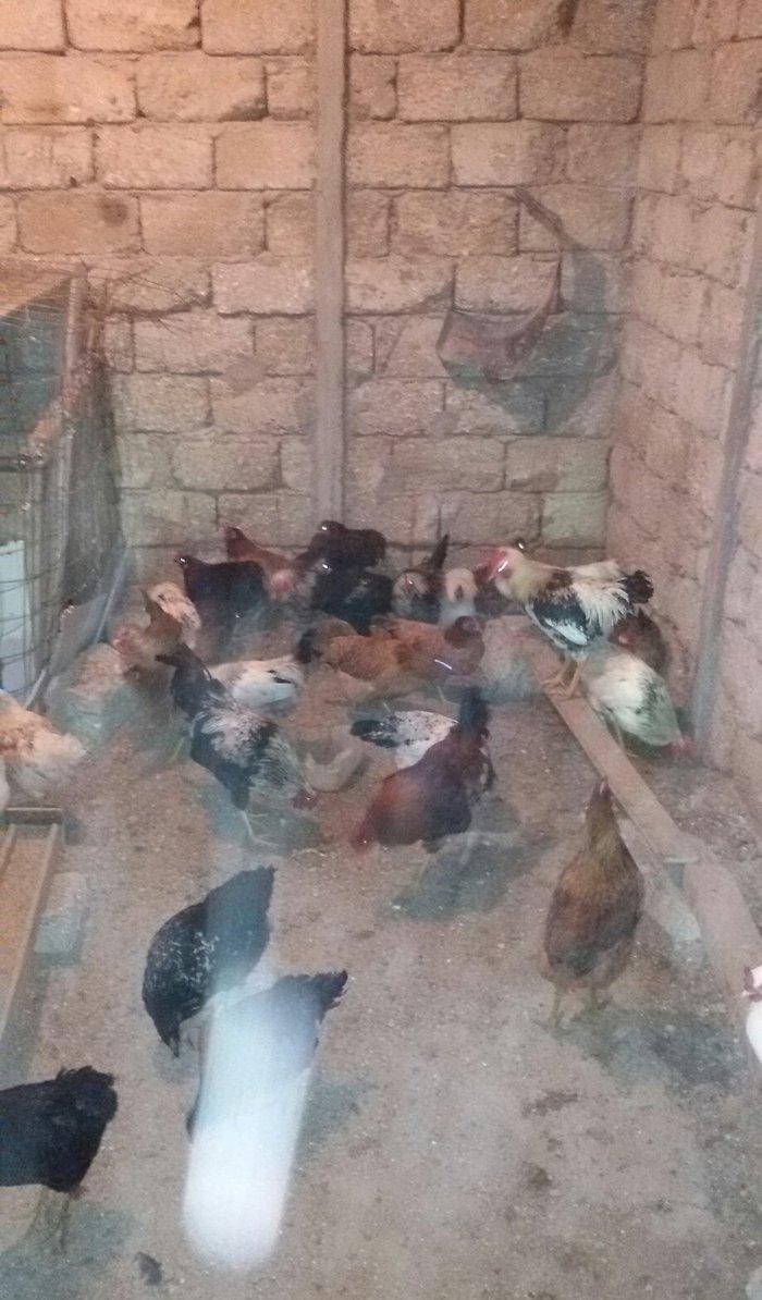 kənd çolpaları tam sağlamdırlar 60  70 ədəd olar hamısı bir yerdə satı