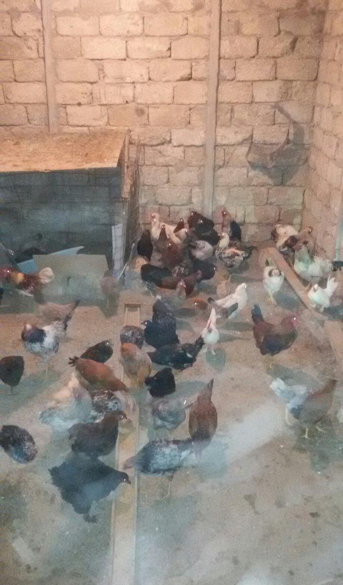 kənd çolpaları tam sağlamdırlar 60  70 ədəd olar hamısı bir yerdə satı