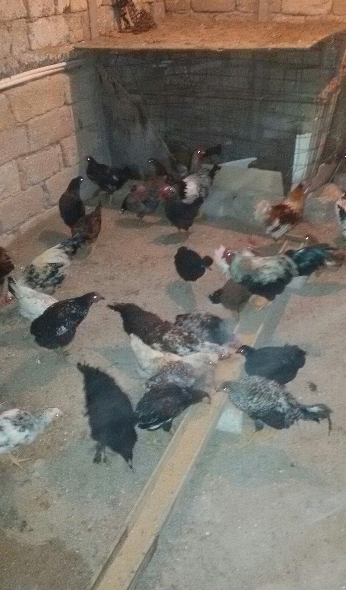 kənd çolpaları tam sağlamdırlar 60  70 ədəd olar hamısı bir yerdə satı