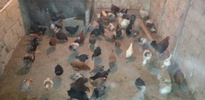 kənd çolpaları tam sağlamdırlar 60  70 ədəd olar hamısı bir yerdə satı