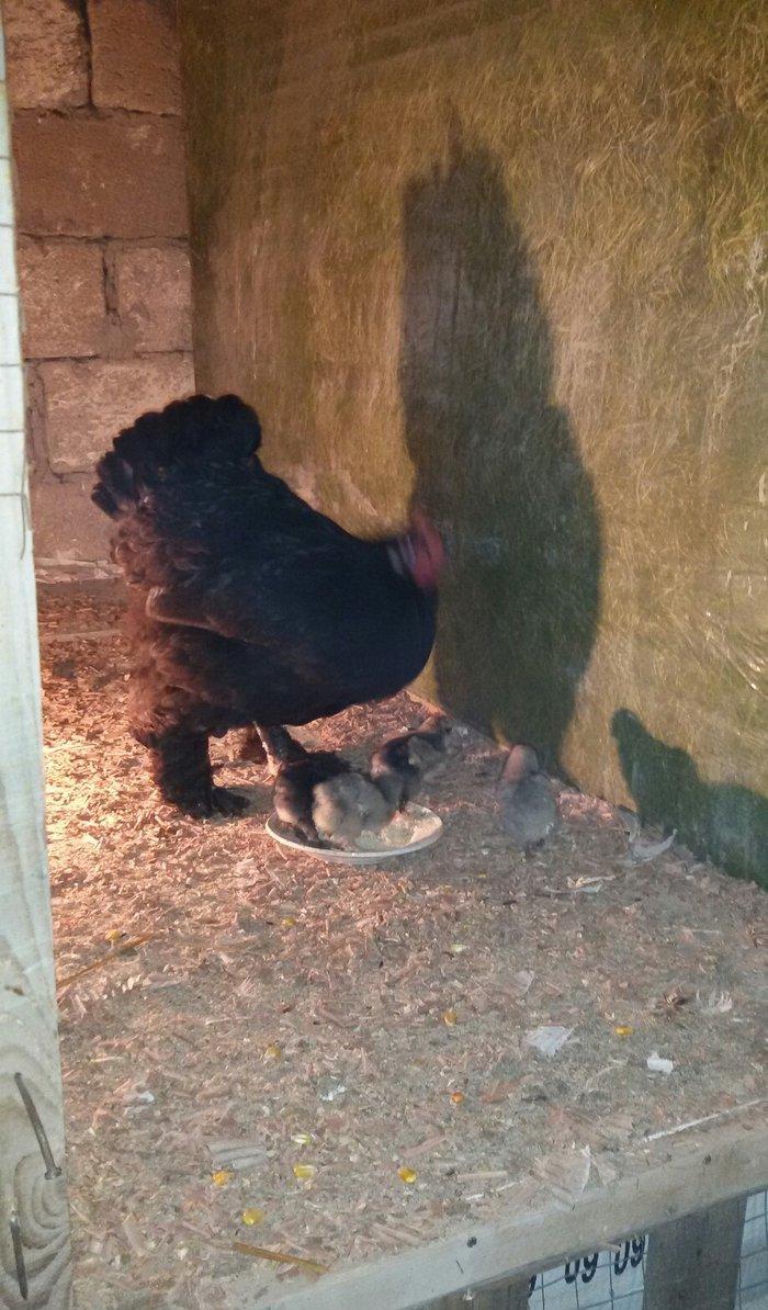 Brama cücələri 1 həvtəlikdirlər 1 ri 10 manata ata və anasının şəkillə