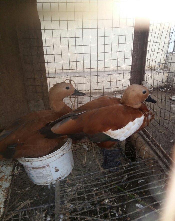 qizilqaz cutu 120m tam saqlamdilar fikri cidfi olanlar narahat ede bil