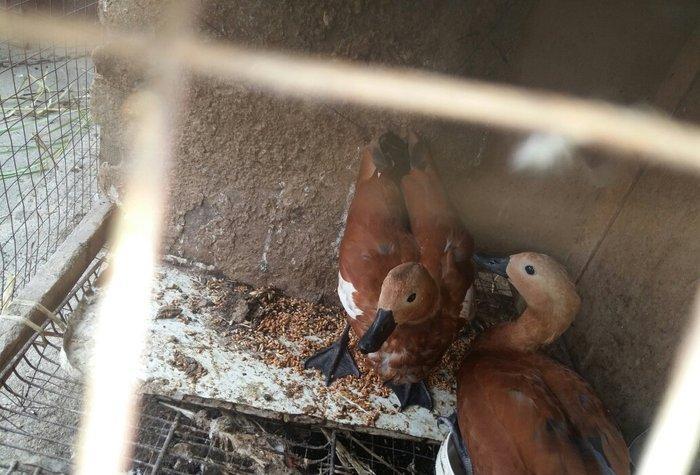 qizilqaz cutu 120m tam saqlamdilar fikri cidfi olanlar narahat ede bil