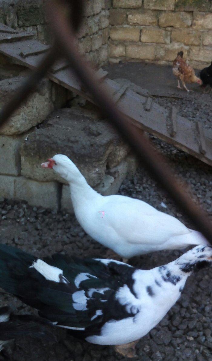 lal ördek 14 manata. hamısı ela.  esil kesilmeye yararlı yaxsı besleni