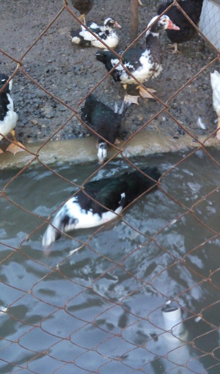 lal ördek 14 manata. hamısı ela.  esil kesilmeye yararlı yaxsı besleni