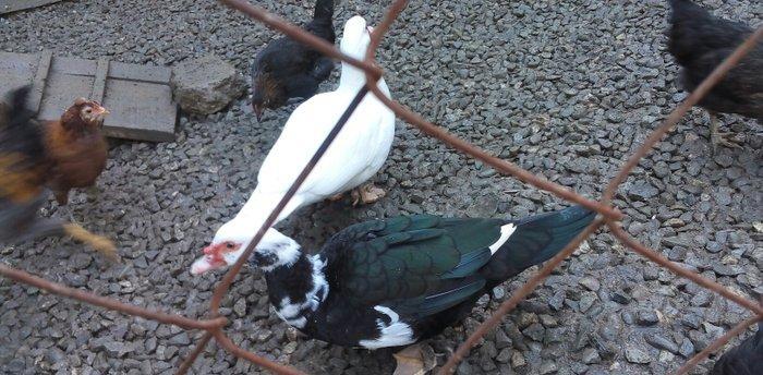 lal ördek 14 manata. hamısı ela.  esil kesilmeye yararlı yaxsı besleni