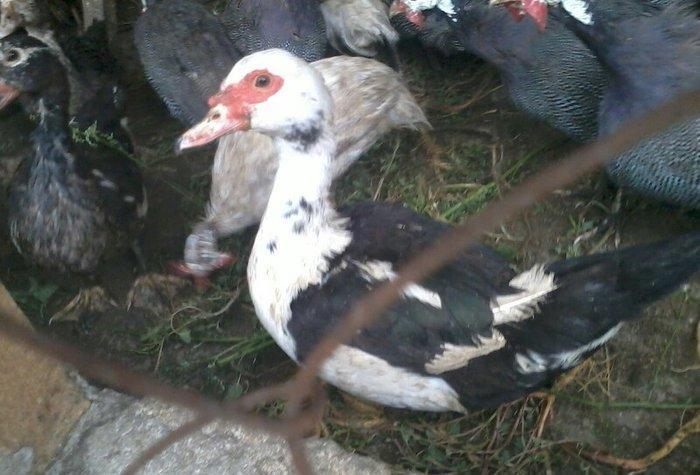 8 aylıq lal ördəklər tam sağlamdırlar. Heç bir xəstəliyi ya da  proble