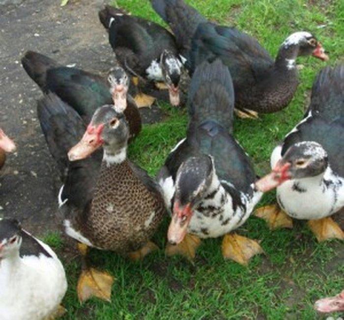 8 aylıq lal ördəklər tam sağlamdırlar. Heç bir xəstəliyi ya da  proble