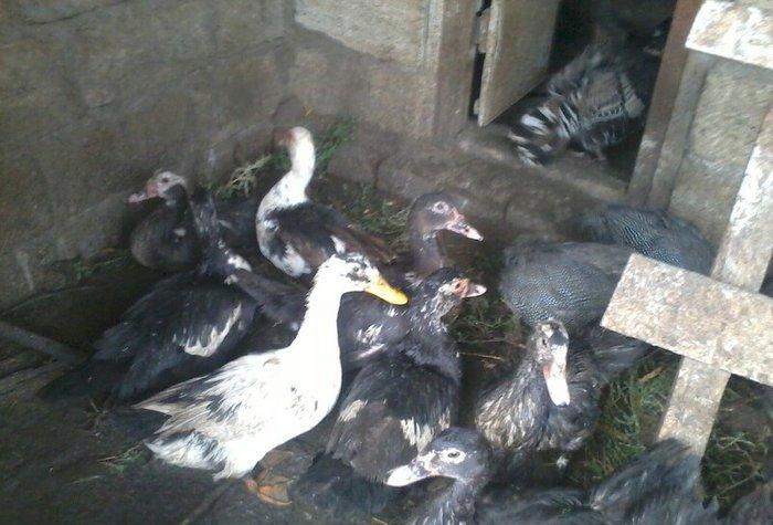 8 aylıq lal ördəklər tam sağlamdırlar. Heç bir xəstəliyi ya da  proble