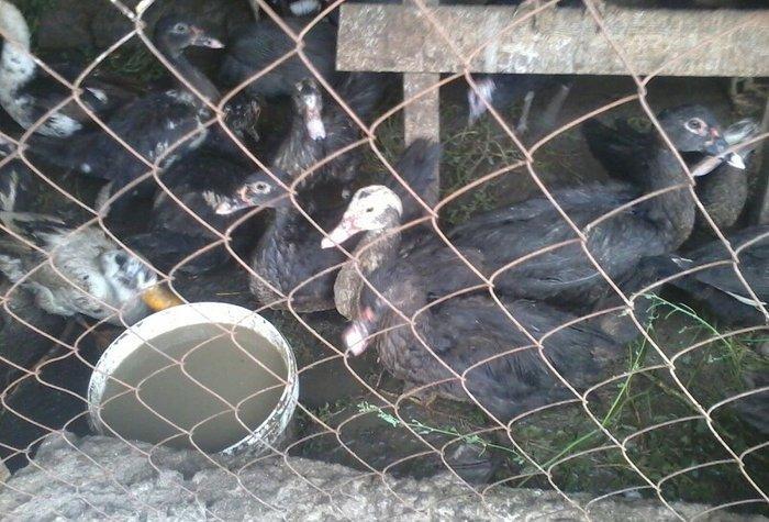 8 aylıq lal ördəklər tam sağlamdırlar. Heç bir xəstəliyi ya da  proble