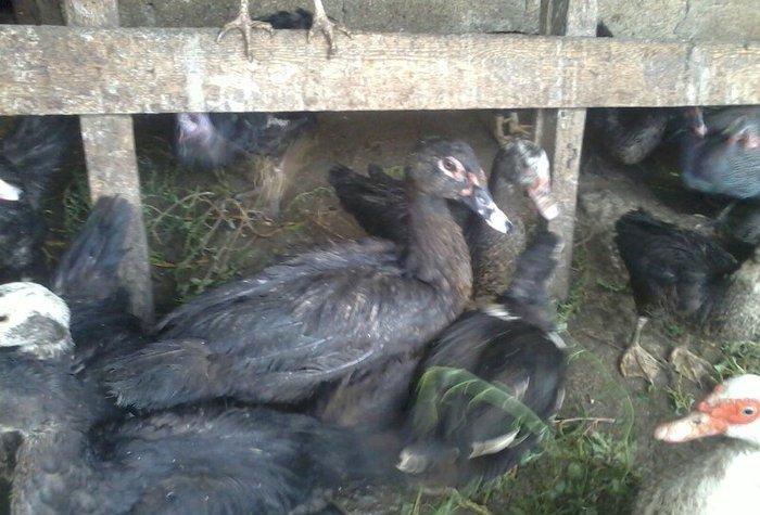 8 aylıq lal ördəklər tam sağlamdırlar. Heç bir xəstəliyi ya da  proble