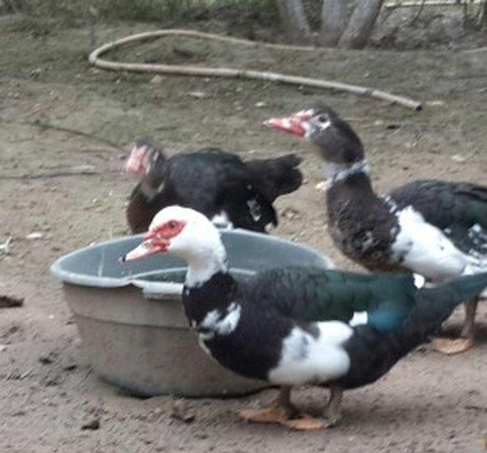 8 aylıq lal ördəklər tam sağlamdırlar. Heç bir xəstəliyi ya da  proble