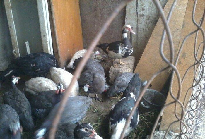 8 aylıq lal ördəklər tam sağlamdırlar. Heç bir xəstəliyi ya da  proble