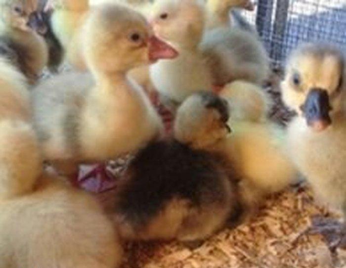 Aliram Kuban ,linda ,xalmagor qaz balasi aliram.  Kimde varsa elaqe sa