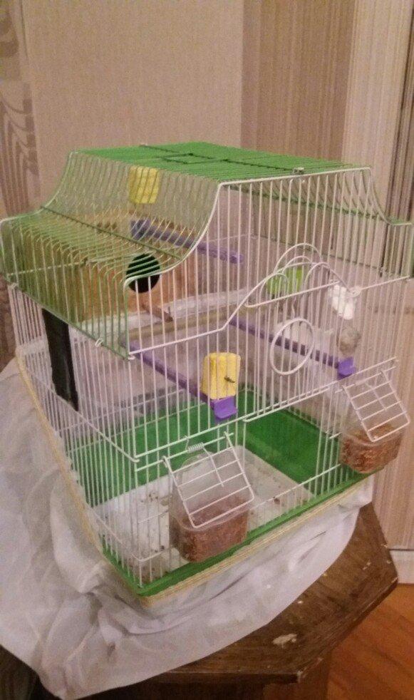 Papugay ucun gefes ela teze veziyetdedi bir ayin gefesidi satmaximin s