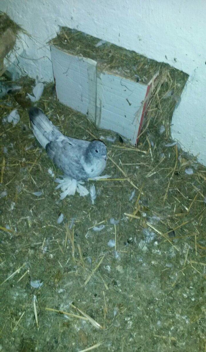 cut quslar biri ebresdi biri aq bas aq qened erkek maya cutunun qiymet