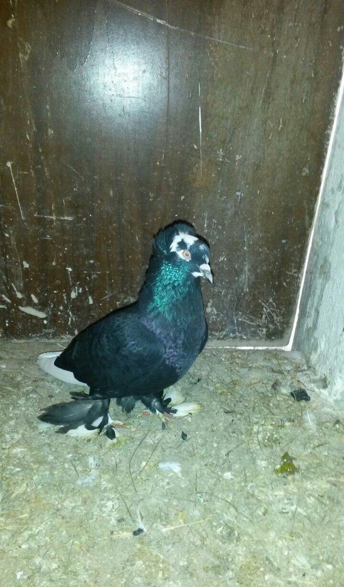 cut quslar biri ebresdi biri aq bas aq qened erkek maya cutunun qiymet