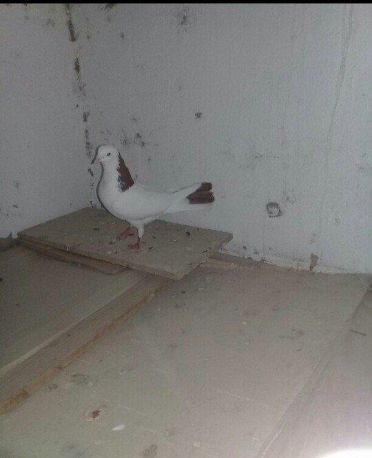 Salam Quş satlır qırmızı boyundu erkəydi bir az başında əyrilik var od